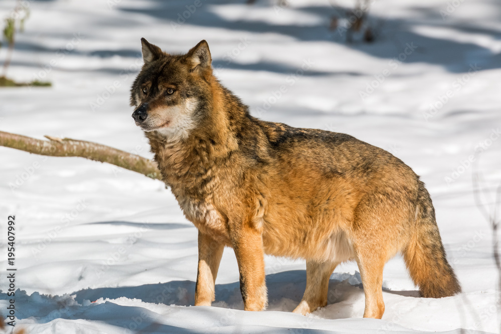 Fototapeta premium Wolf in the winter forest