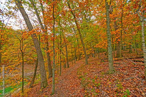 Quiet Path in the Fall Forest
