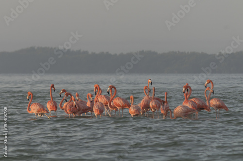 Pink flamingos family at dawn , they gather before setting off to start their day in the river 
