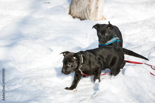 Black labrador puppies playing in snow