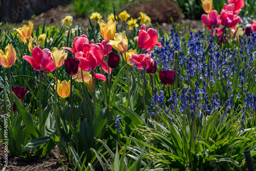 Canvas Print Tulips, daffodils and blue bell flowers blooming in the garden
