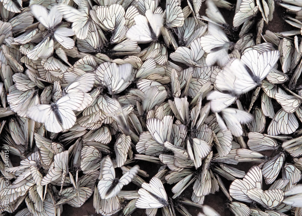 Φωτογραφία Сolony of butterflies Black-veined white Aporia crataegi sitting on the ground