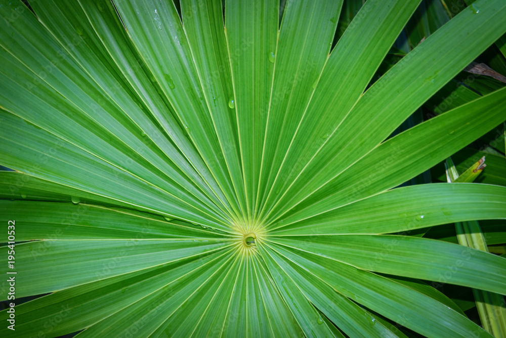 Fototapeta premium Real tropical leaves background, jungle foliage.