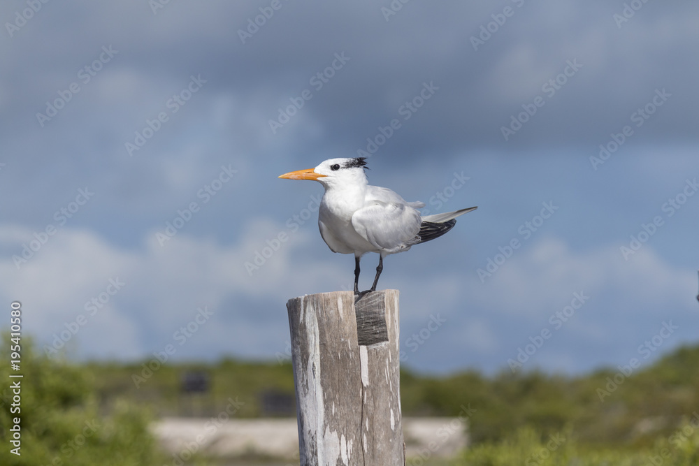 Thalasseus maximus aka Royal tern perched on pier in the wild Thalasseus maximus aka Royal tern perched on pier in the wild