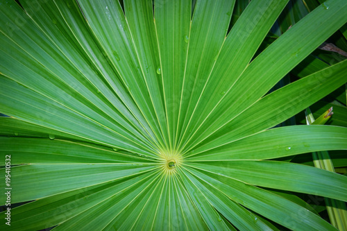 Real tropical leaves background  jungle foliage.