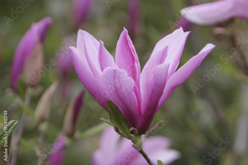 Magnolien  Magnolia 