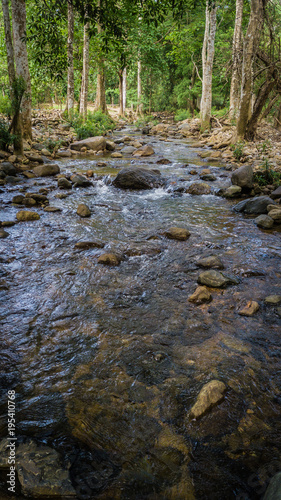 Streams in the forest