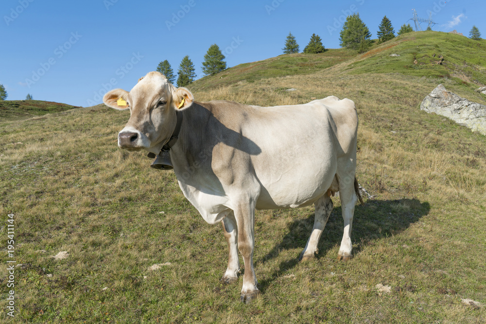 cow grazing landscape