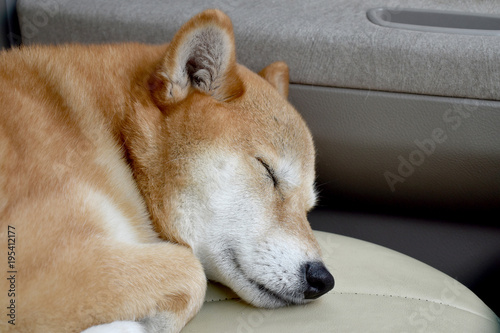 柴犬・睡眠
