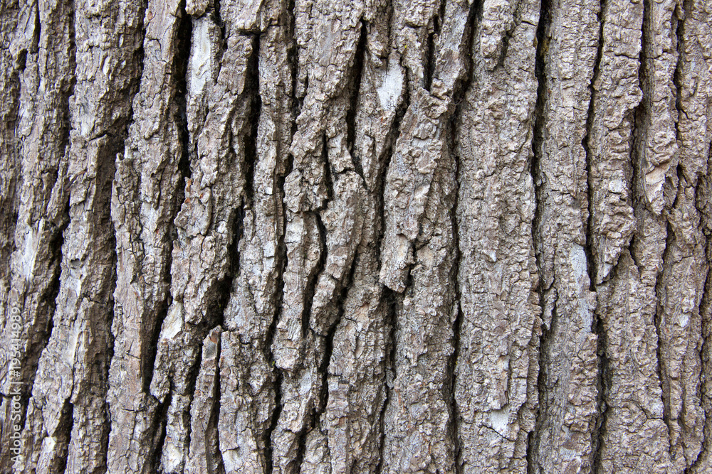 Close up of bark texture on a sweet gum tree, a large, deciduous tree