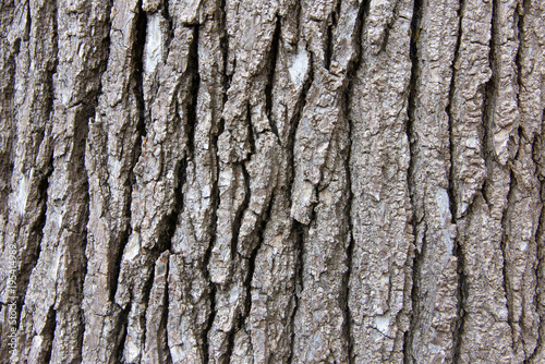 Close up of bark texture on a sweet gum tree, a large, deciduous tree. commonly called sweetgum (sweet gum in the UK), gum, redgum, satin-walnut, or American storax. Common tree in Northern California