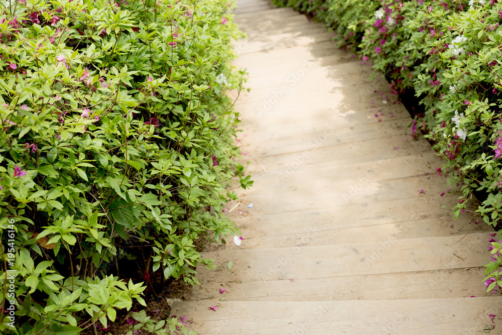 Wooden stairs and royal azalea tree Wooden stairs and royal azalea tree
