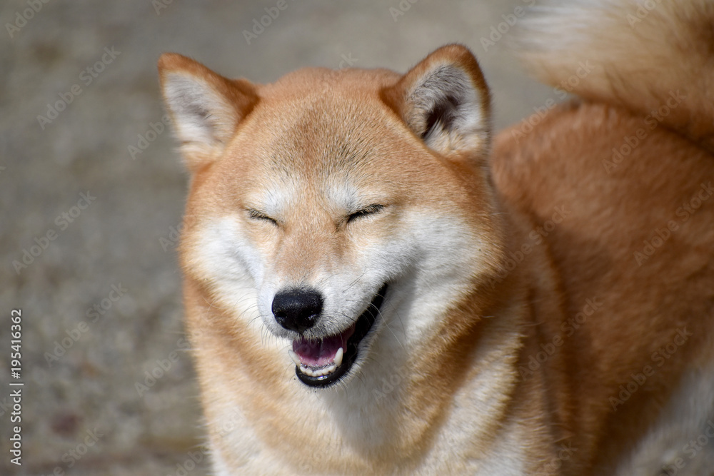 柴犬・笑顔 柴犬・笑顔