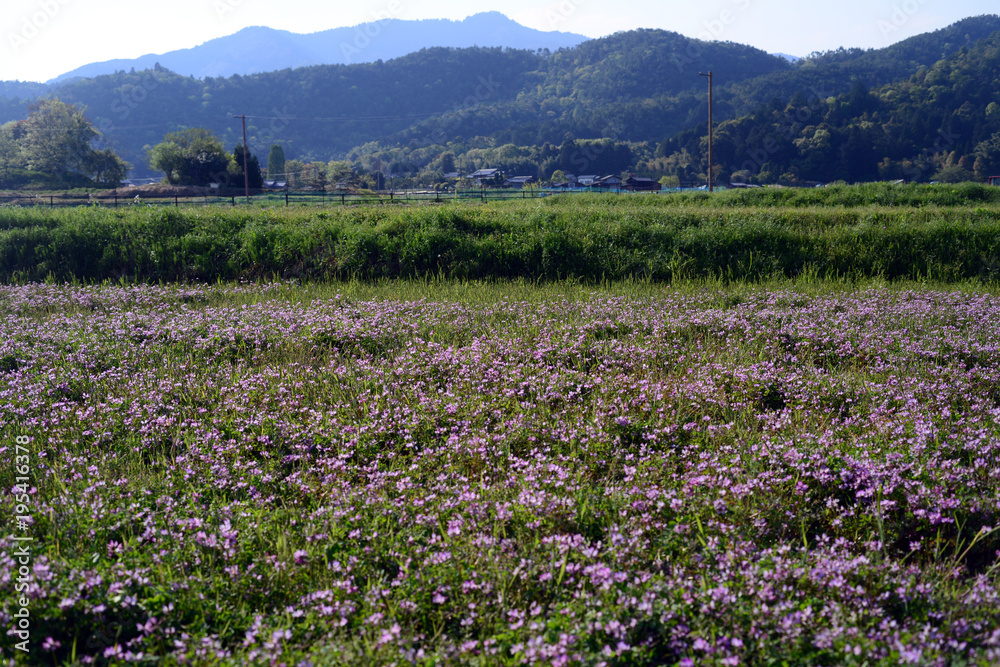 Chinese milk vetch-1