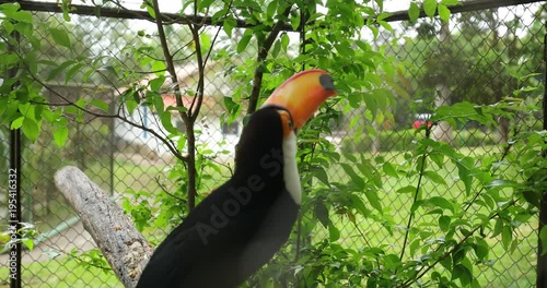 Beautiful toucan bird6 photo