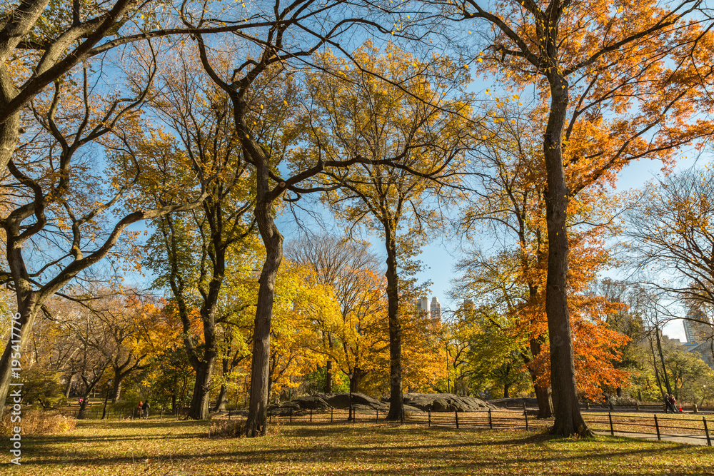Central Park in New York City on a Golden Autumn Day