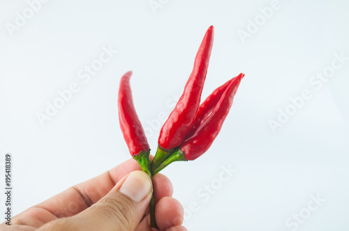 hot chilli