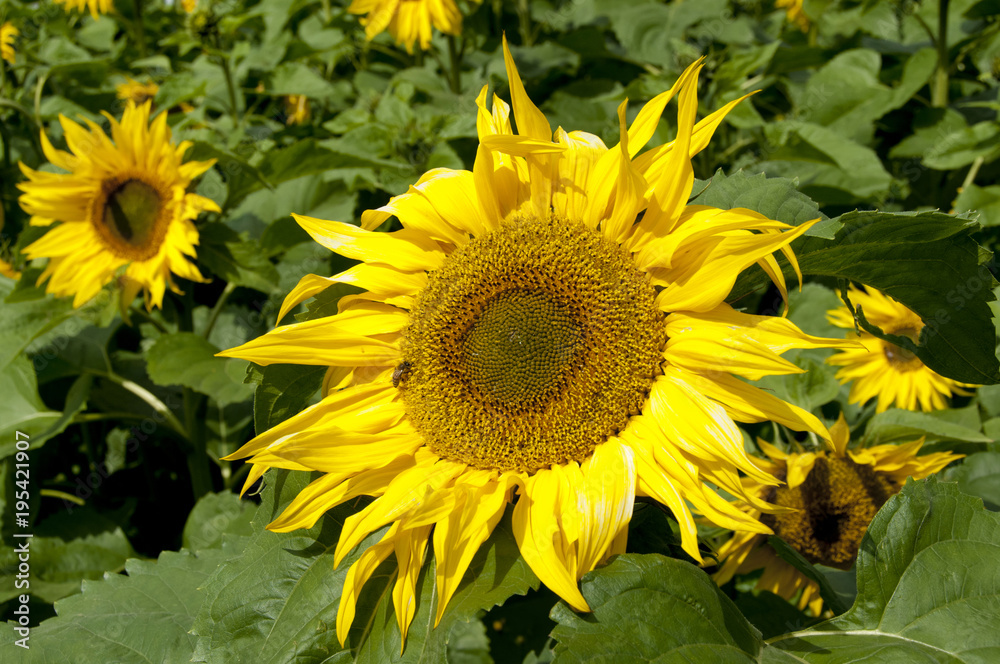 Fototapeta premium ひまわり