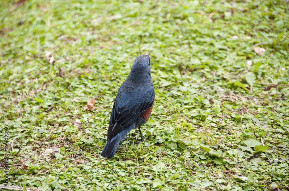 Obraz premium イソヒヨドリ