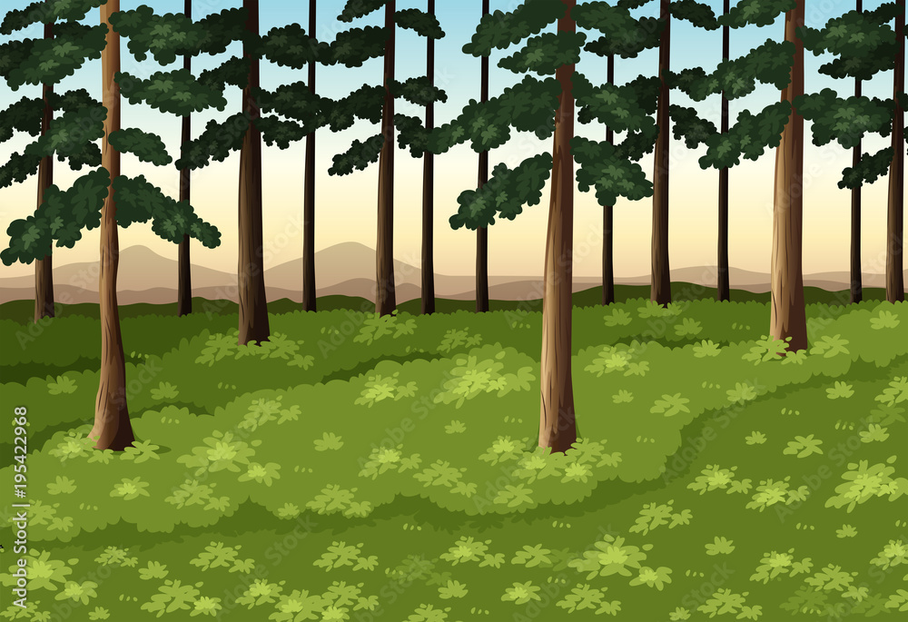 Obraz premium Background scene with trees in forest