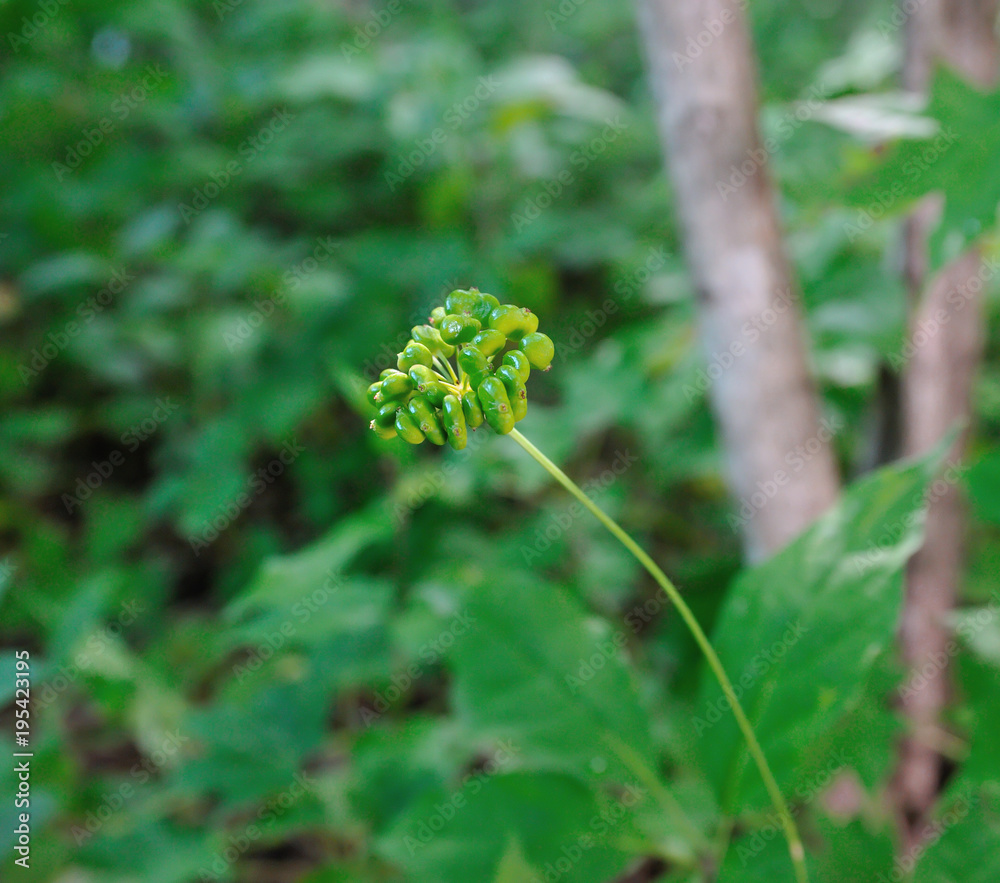 Korean wild root ginseng with berries. A close up of the most famous medicinal plant ginseng (Panax ginseng). Korean wild root ginseng with berries. A close up of the most famous medicinal plant ginseng (Panax ginseng).