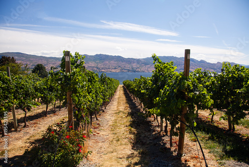 Rows of grapevines in a vineyard