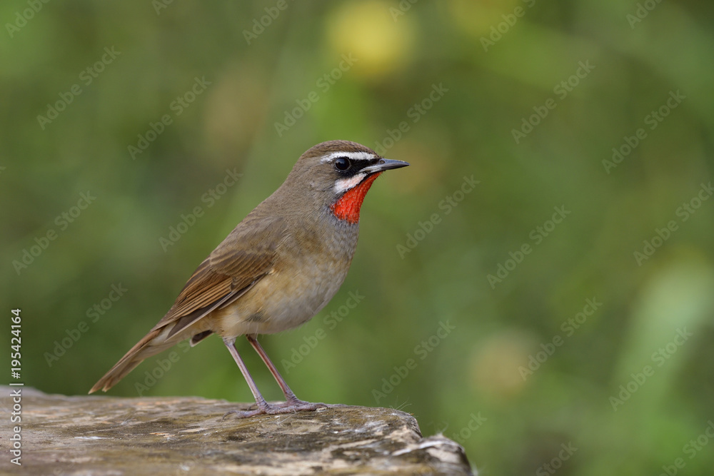 Fototapeta premium Amazed male of Siberian rubythroat (Calliope calliope) beautiful bright fire neck bird fully perching on strong rock path showing velvet feathers on its chest, exotic animal