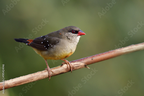 Amazed brown bird with white dots on its feathers and  red beaks tail perching on grass stick, female of Red avadavat, munia or strawberry finch (Amandava amandava) in nature