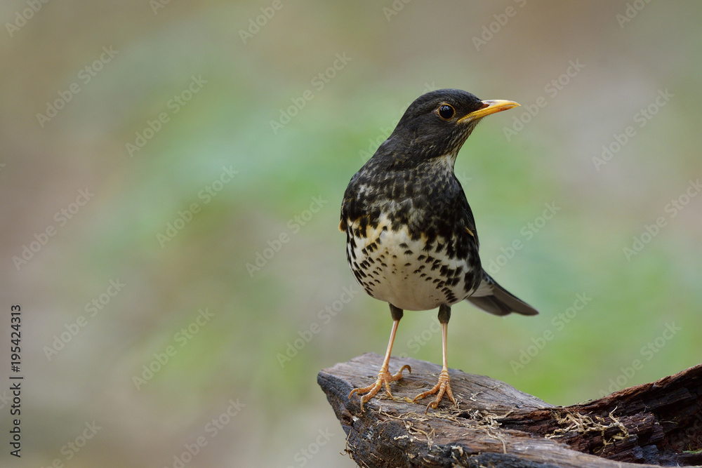 Lovely grey to black bird with yellow beaks perching on wooden log in nature showing its white marks chest feathers profile, Japanese thrush (Turdus cardis) Lovely grey to black bird with yellow beaks perching on wooden log in nature showing its white marks chest feathers profile, Japanese thrush (Turdus cardis)