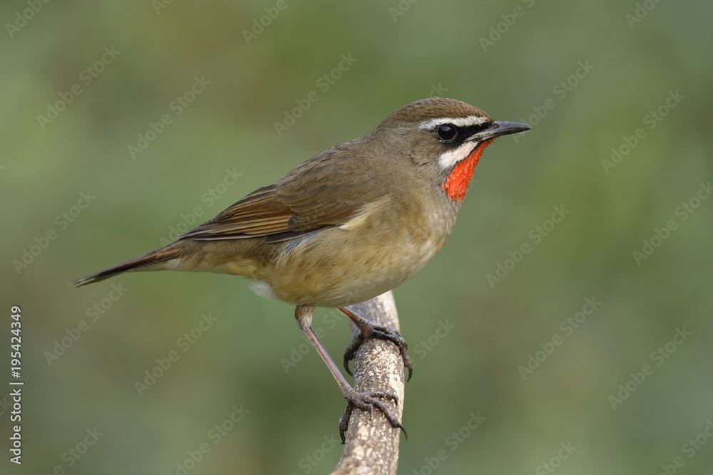 Fototapeta premium Male of Siberian rubythroat (Calliope calliope) beautiful bright orange neck bird perching on wooden branch showing velvet feathers on its cehst and side view profile, amazed animal