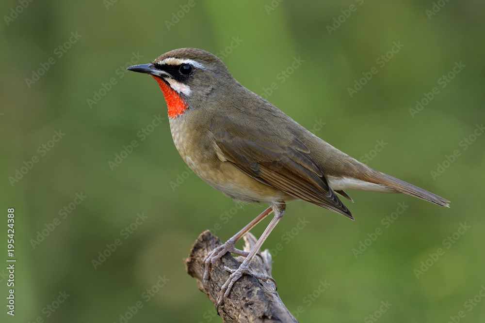 Siberian rubythroat (Calliope calliope) beautiful bright orange neck bird showing its velvet feathers while perching on wooden pole, fascinated animal Siberian rubythroat (Calliope calliope) beautiful bright orange neck bird showing its velvet feathers while perching on wooden pole, fascinated animal