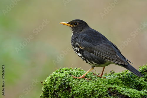 Male of Japanese thrush (Turdus cardis) beautiful black with white belly and yellow beaks bird perching on green mossy spot over blur background, fascinated animal © prin79