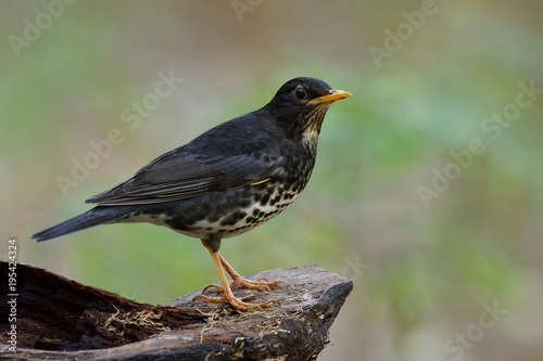 Male of Japanese thrush (Turdus cardis) lovely black with white belly and yellow beaks bird perching on log over blur background in nature