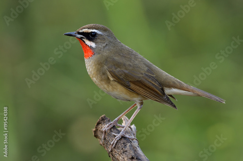 Siberian rubythroat (Calliope calliope) beautiful bright orange neck bird showing its velvet feathers while perching on wooden pole, fascinated animal