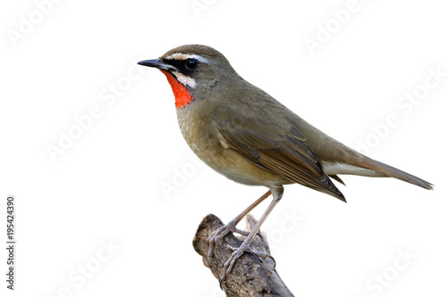 Siberian rubythroat (Calliope calliope) beautiful brown bird with bright orange neck feathers perching on wooeden pole isoalted on white background, fascinated animal photo