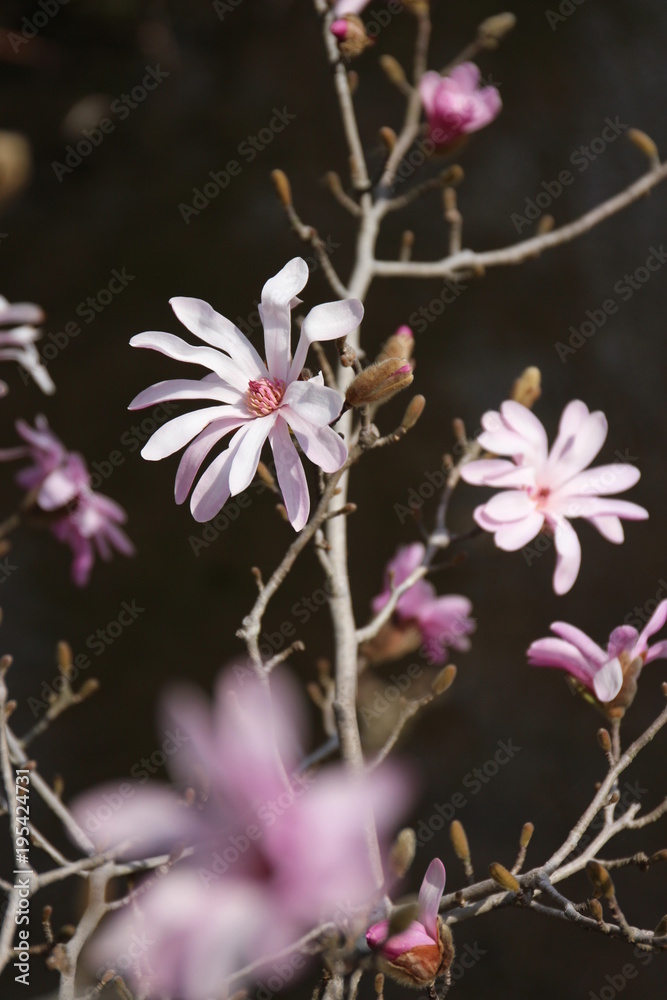 Obraz premium シデコブシ