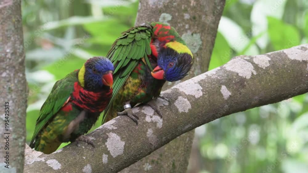 custom made wallpaper toronto digitalTwo parrots sitting in tree branch and making love to each other