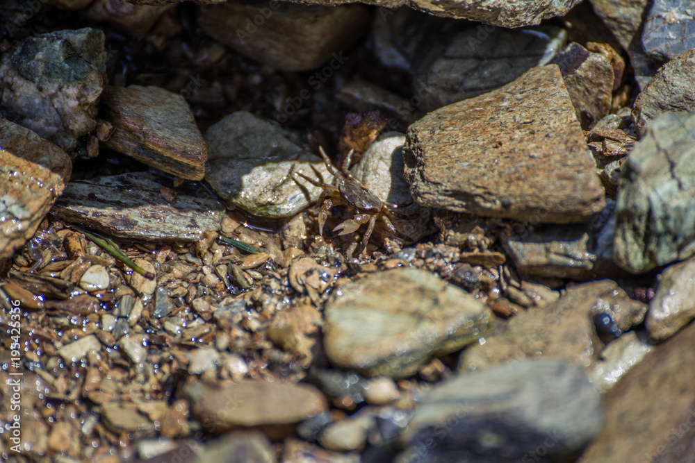Crab hiding under a rock Crab hiding under a rock
