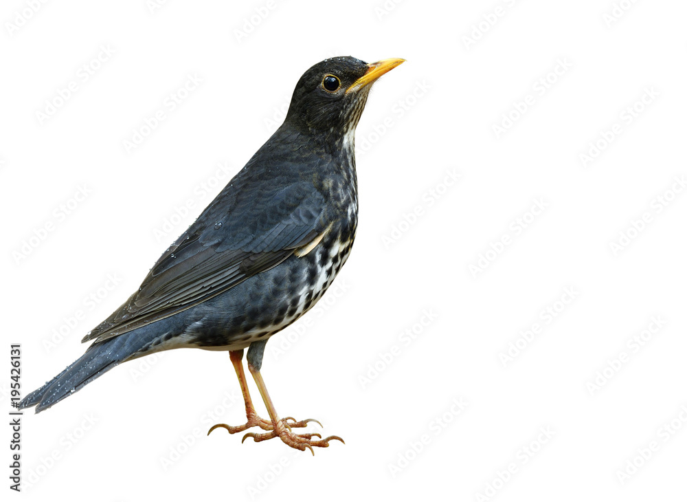 Obraz premium Male of Japanese thrush (Turdus cardis) Amazed grey to black brid with white belly yellow beaks and legs fully standing showing details from head to tail isolated on white background
