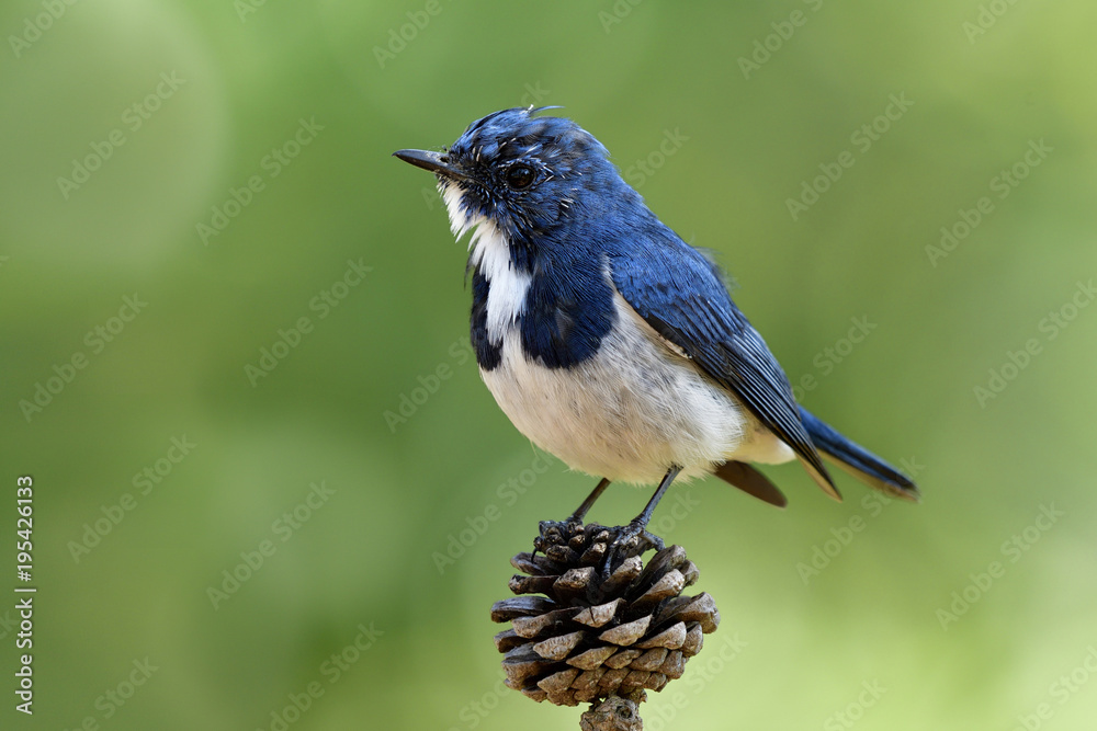 Lovely blue bird, Ultamarine Flycatcher (superciliaris ficedula) perching on top of pine bloom fruit over blur green background in nature, exotic animal