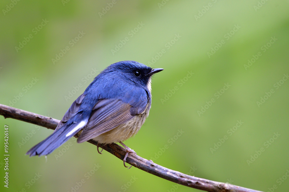 Male of Slaty-blue flycatcher (Ficedula tricolor) lovely little blue bird perching on torn vine showing its back feathers profile in nature