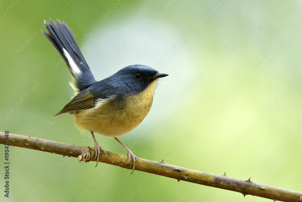 Male of Japanese thrush (Turdus cardis) Amazed black stripe bird with white belly yellow beaks and legs standing on messy ground showing its back feathers profile Male of Japanese thrush (Turdus cardis) Amazed black stripe bird with white belly yellow beaks and legs standing on messy ground showing its back feathers profile