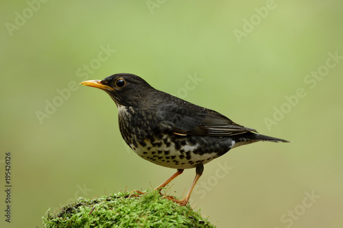 Male of Japanese thrush (Turdus cardis) Amazed black stripe bird with white belly yellow beaks and legs standing on messy ground showing its back feathers profile