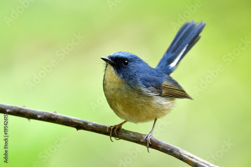 Male of Slaty-blue flycatcher (Ficedula tricolor) lovely little blue bird perching on torn vine showing its belly feathers profile while tail high wagging