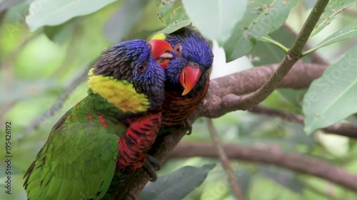 Two parrots sitting in tree branch and making love to each other