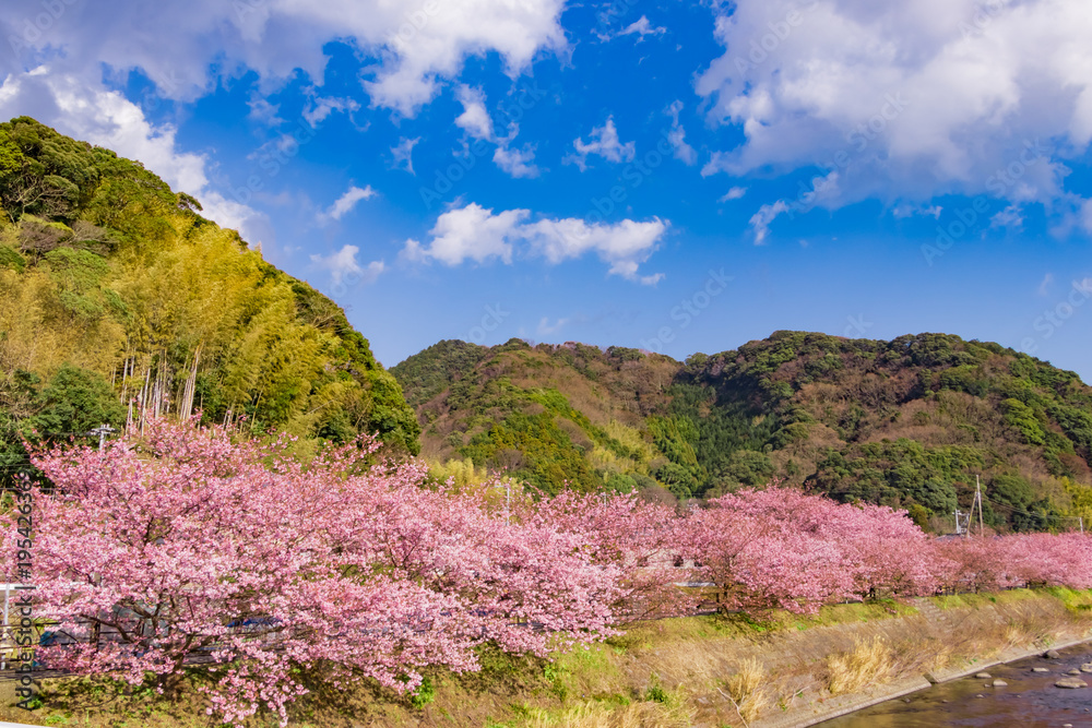 美しい河津桜のある風景