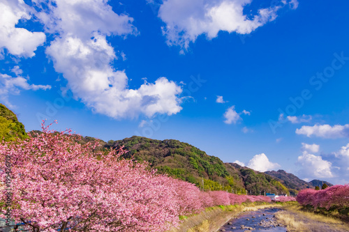 美しい河津桜のある風景 © あんみつ姫