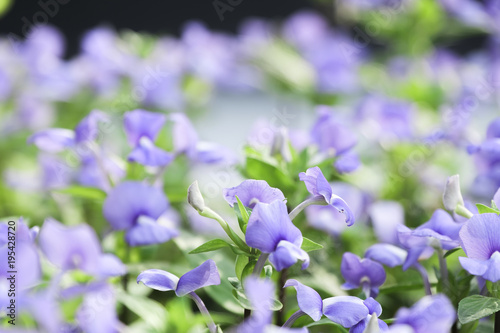 Soft focused on purple floral in garden.