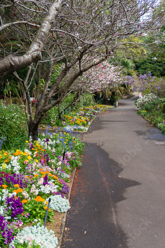 Colorful flowerbeds along the alley in the park © Olga K