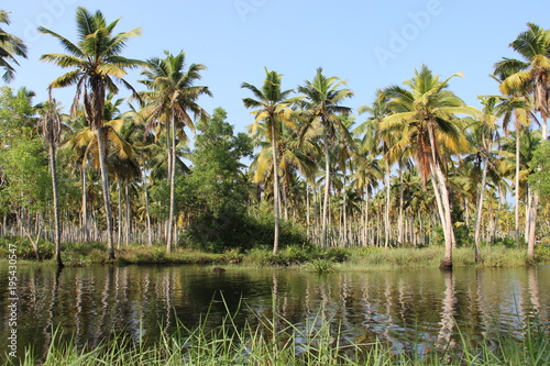 Backwater And Coconut Plantation On Poovar Islnnd India